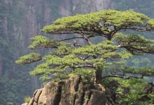 日常生活：黃山奇石有哪些奇石