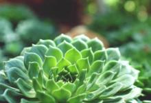 日常生活：立夏的來(lái)歷和風(fēng)俗是什么