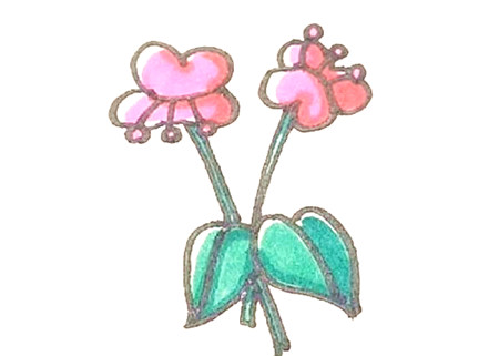 蝴蝶蘭簡(jiǎn)筆畫(huà)步驟圖解4