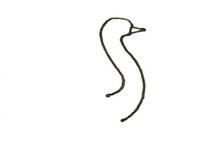 鴕鳥色簡(jiǎn)筆畫