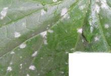 日常生活：白粉虱怎么徹底消滅