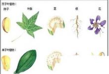 日常生活：?jiǎn)巫尤~和雙子葉的區(qū)別是什么