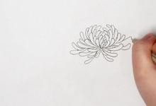 菊花簡筆畫步圖