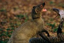 日常生活：毒蛇為什么咬不死蛇獴