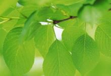日常生活:與植物有關(guān)的詩歌有哪些
