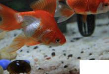 日常生活:金魚(yú)除了吃魚(yú)食還可以吃什么