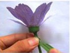 母親節(jié)手工：手工制作波斯菊