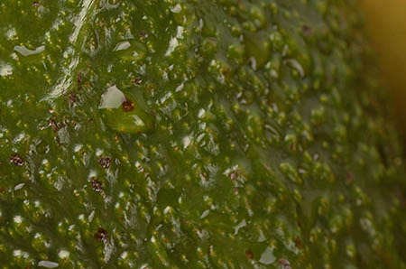 幼兒園母親節(jié)手工花朵6 幼兒園母親節(jié)手工花朵6