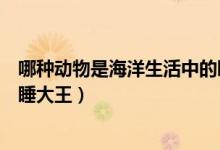 哪種動物是海洋生活中的瞌睡大王（哪種動物是海洋中的瞌睡大王）