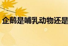 企鵝是哺乳動(dòng)物還是鳥（企鵝是哺乳動(dòng)物嗎）