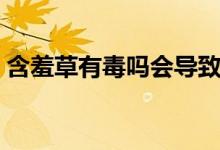 含羞草有毒嗎會導致人過敏（含羞草有毒嗎）
