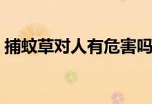 捕蚊草對(duì)人有危害嗎（去蚊草對(duì)人體有害嗎）