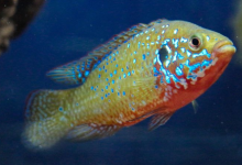 孔雀魚(yú)的馬賽克大腦進(jìn)化有助于解釋脊椎動(dòng)物的認(rèn)知進(jìn)化