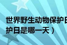 世界野生動物保護日是哪天（世界野生動物保護日是哪一天）