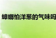 蟑螂怕洋蔥的氣味嗎（蟑螂怕洋蔥的氣味嗎）