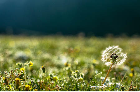 彩色紙巾花手工制作6