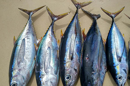 卡紙手工仙人掌制作3