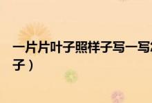 一片片葉子照樣子寫一寫怎么寫（一片片一個(gè)個(gè)照樣子寫句子）