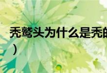 禿鷲頭為什么是禿的（禿鷲的頭為什么是禿的）