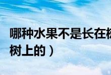 哪種水果不是長(zhǎng)在樹(shù)上的（哪種水果不是長(zhǎng)在樹(shù)上的）