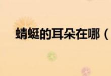 蜻蜓的耳朵在哪（蜻蜓的耳朵長在哪里）