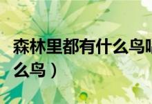 森林里都有什么鳥(niǎo)唱歌最好聽(tīng)（森林里都有什么鳥(niǎo)）