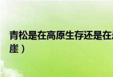 青松是在高原生存還是在懸崖生存（青松生長(zhǎng)在高原還是懸崖）