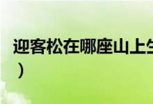 迎客松在哪座山上生長(zhǎng)（迎客松的寓意和象征）