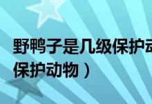 野鴨子是幾級(jí)保護(hù)動(dòng)物大黃鴨（野鴨子是幾級(jí)保護(hù)動(dòng)物）