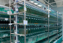 研究人員使用斑馬魚開發(fā)新技術來識別與凝血障礙相關的人類基因