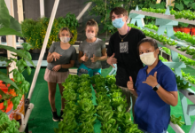 50萬美元擴大夏威夷大學毛伊島學院的魚菜共生培訓