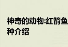 神奇的動物:紅箭魚的風(fēng)水學(xué)應(yīng)用-紅箭魚的品種介紹