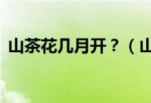 山茶花幾月開？（山茶花的3大別名和由來）