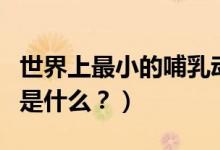 世界上最小的哺乳動物（世界最小的哺乳動物是什么？）