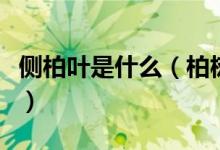 側(cè)柏葉是什么（柏樹葉煮水的功效治療皮膚?。?class=