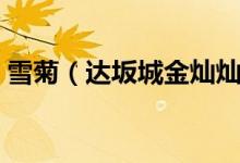 雪菊(達(dá)坂城金燦燦的雪菊花海等你來采摘)
