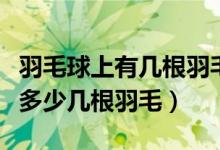 羽毛球上有幾根羽毛（一只羽毛球上通常會有多少幾根羽毛）