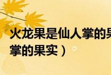 火龍果是仙人掌的果實嗎（火龍果是不是仙人掌的果實）