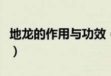 地龍的作用與功效（地龍的作用與功效是什么）