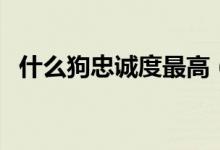 什么狗忠誠(chéng)度最高（這三種有你喜歡的嗎）