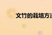 文竹的栽培方法（如何養(yǎng)殖文竹）