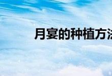 月宴的種植方法（月宴如何種植）