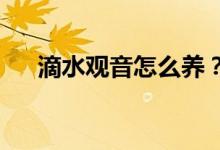 滴水觀音怎么養(yǎng)？用什么土養(yǎng)滴水觀音
