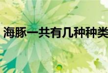 海豚一共有幾種種類（海豚一共有多少種類）