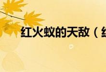 紅火蟻的天敵（紅火蟻的天敵是什么）
