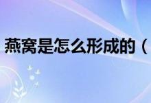 燕窩是怎么形成的（金絲燕每年結(jié)巢多少次）