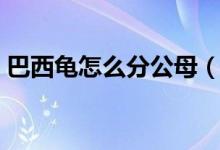 巴西龜怎么分公母（判斷巴西龜性別的方法）