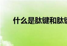 什么是肽鍵和肽鍵平面（什么是肽鍵）