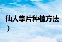 仙人掌片種植方法（仙人掌片種植方法是什么）