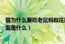 貓為什么要吃老鼠螞蟻莊園（貓為什么要吃老鼠螞蟻莊園答案是什么）